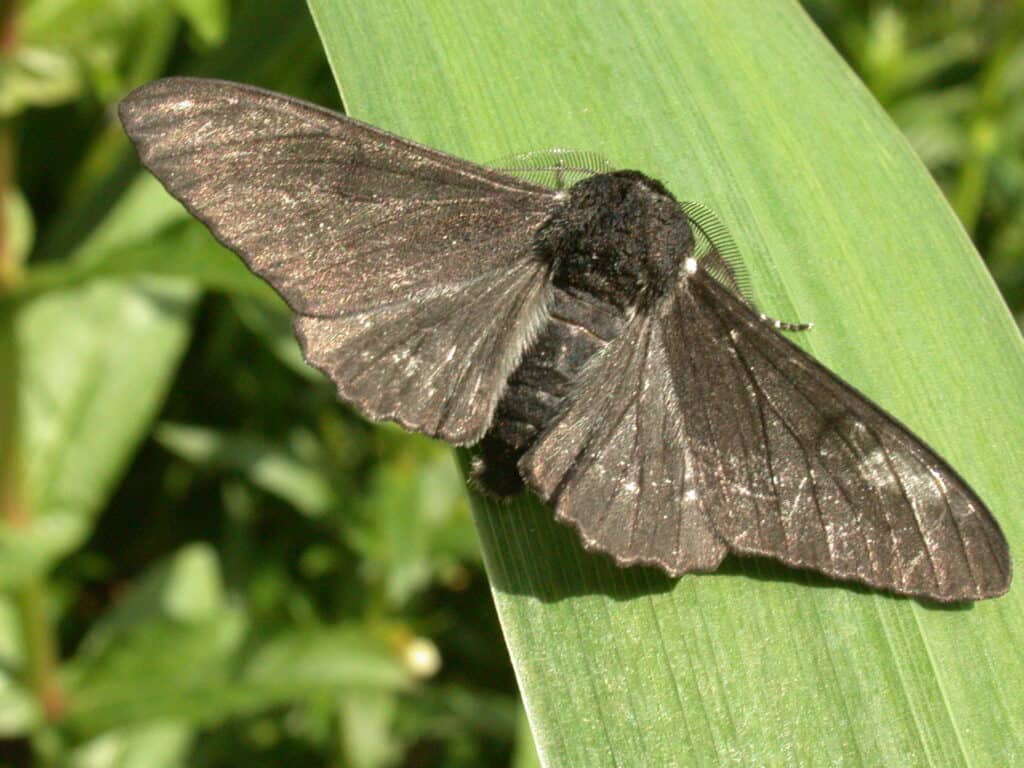 A Melanic Peppered Moth sitting on a leaf. Dark colored Peppered Moths increased over time, a result of industrial melanism.