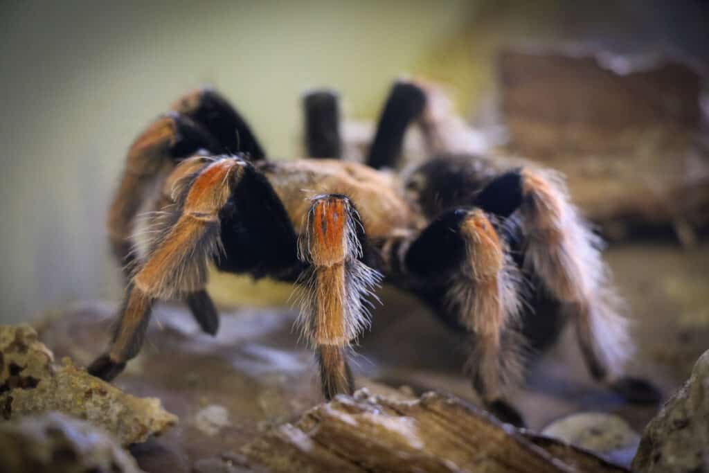 Mexican Fireleg Tarantula