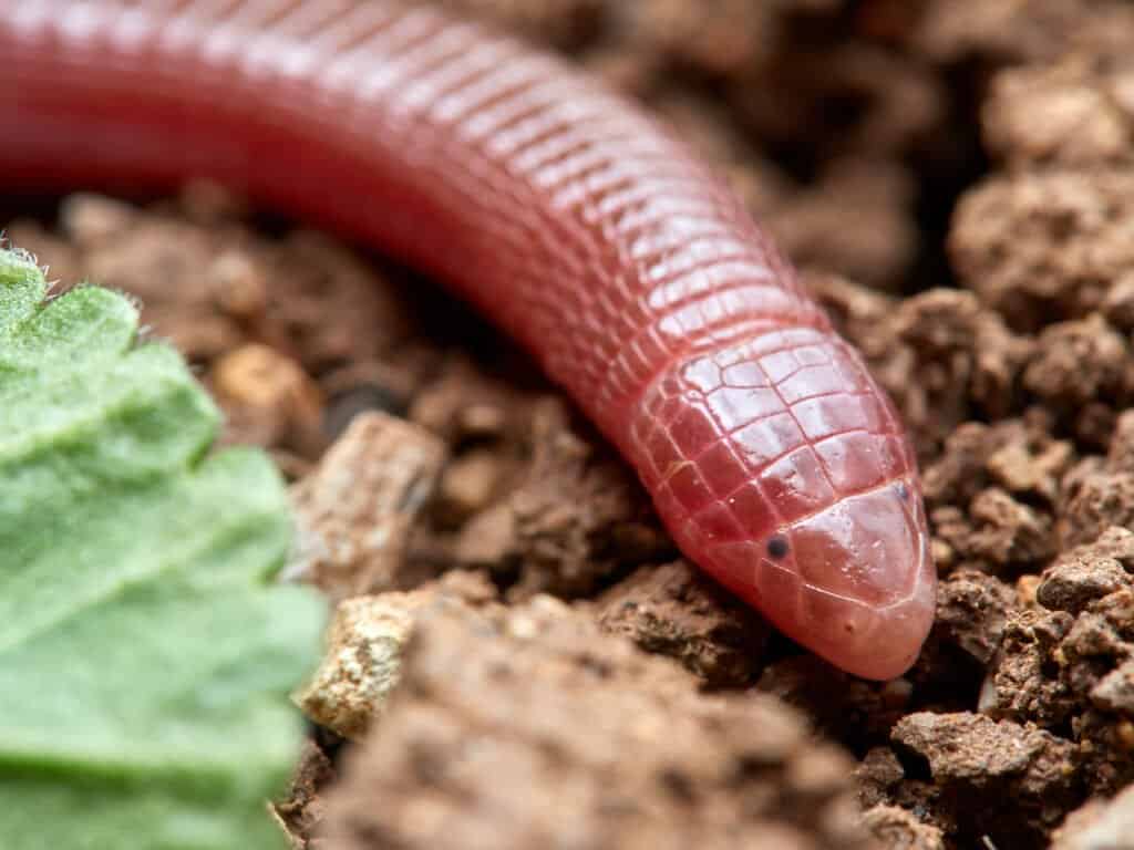 Mexican Mole Lizard