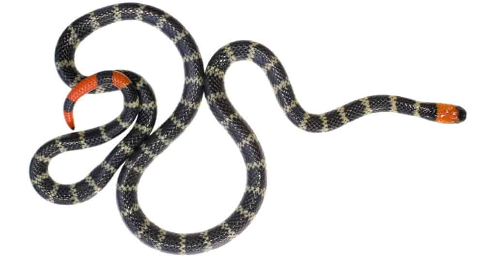 Red-tailed coral snake