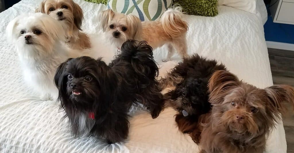 A group of Miki dogs of various coat colors, grooming styles, and ear sets.