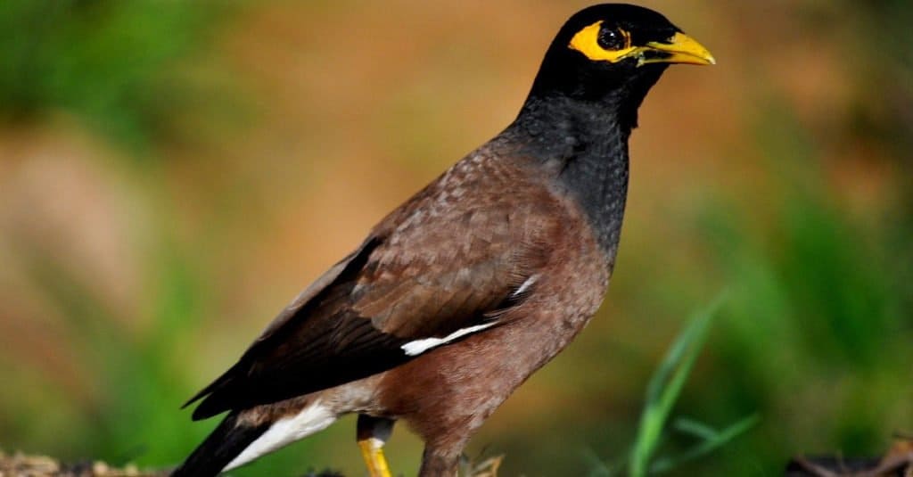 Indian Myna Acridotheres tristis in Kokkrebellur, India.