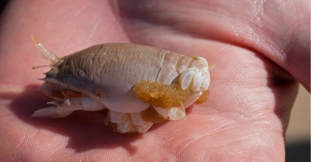 A type of sand crab, a mole crab, with hundreds of egg in the palm of a hand.