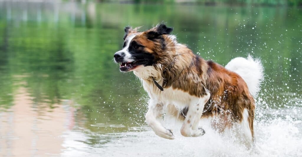 Moscow watchdog playing in the river.