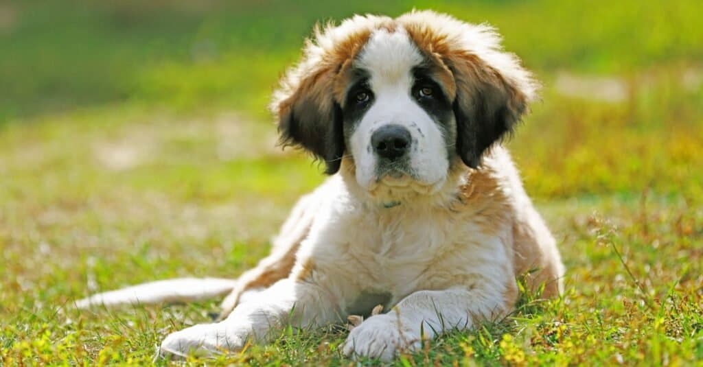 Cute Moscow watchdog puppy playing in the garden.