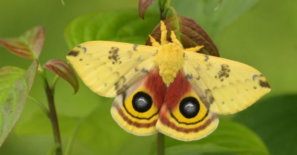 Moths - Io Moth