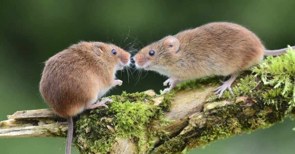 Harvest mouse on a branch