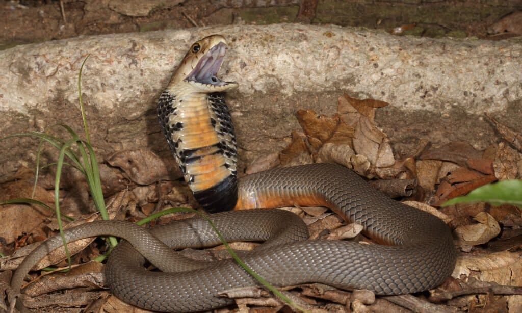 Mozambique Spitting Cobra has a slate-grey, blue, olive or tawny brown-black upper body, while its scales have black edges.