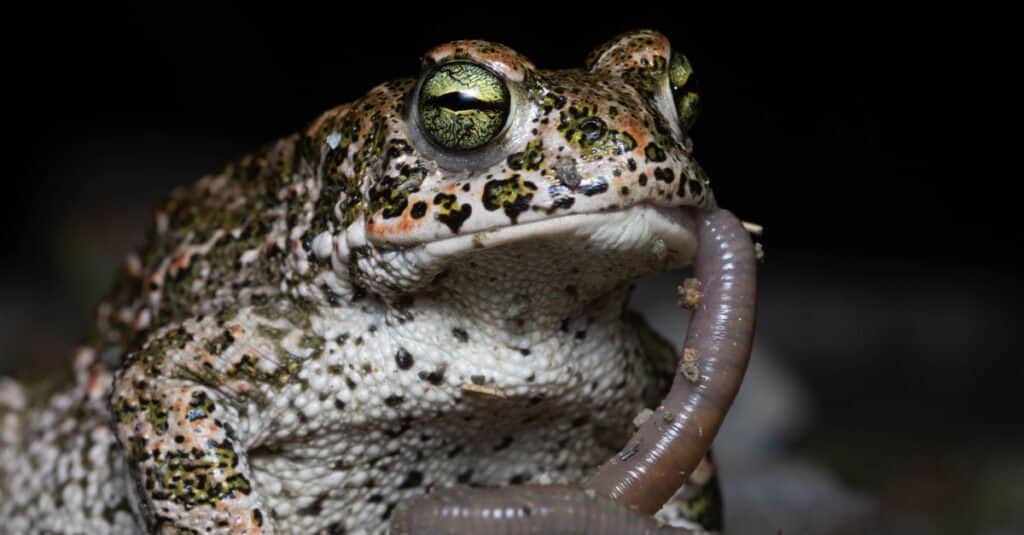 Natterjack Toad eating earthworms.