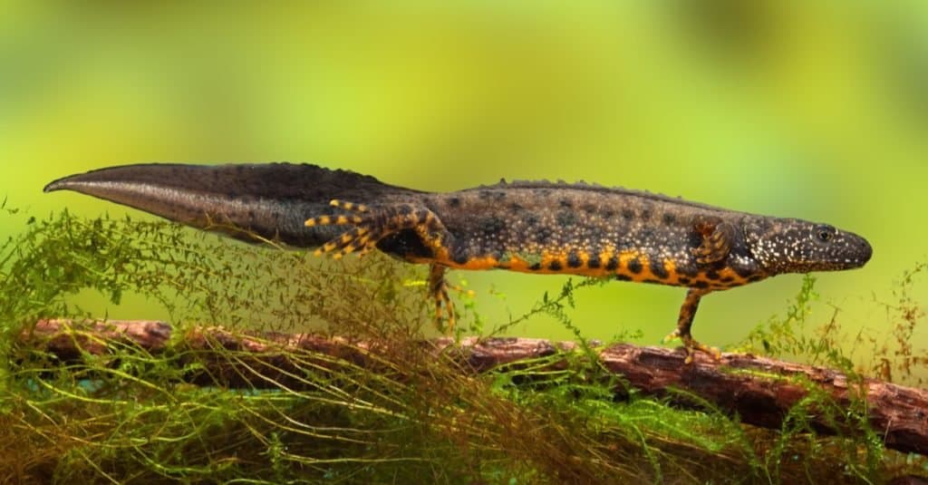 great crested newt or water dragon in fresh water pond endangered and protected species. Nature conservation animal,breeding male