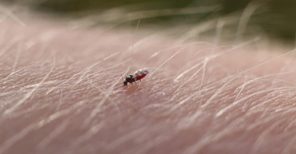 No see Um, A Scottish midge sucking blood from a human arm.