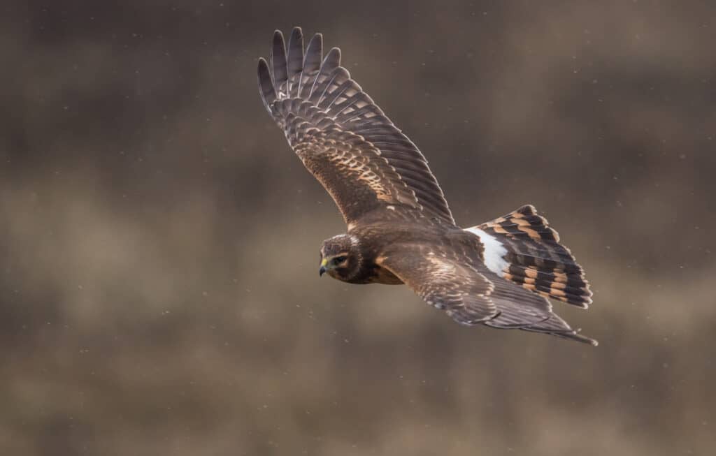 Northern Harrier