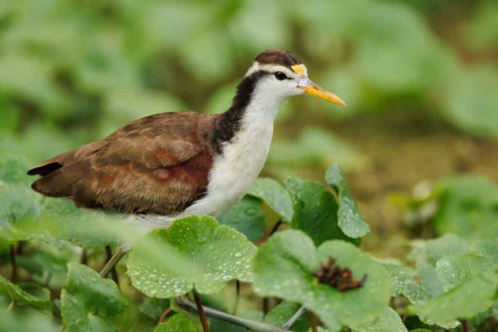 Northern Jacana