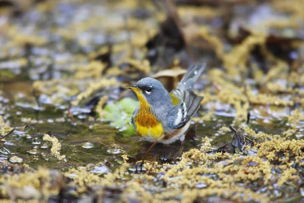 Northern Parula