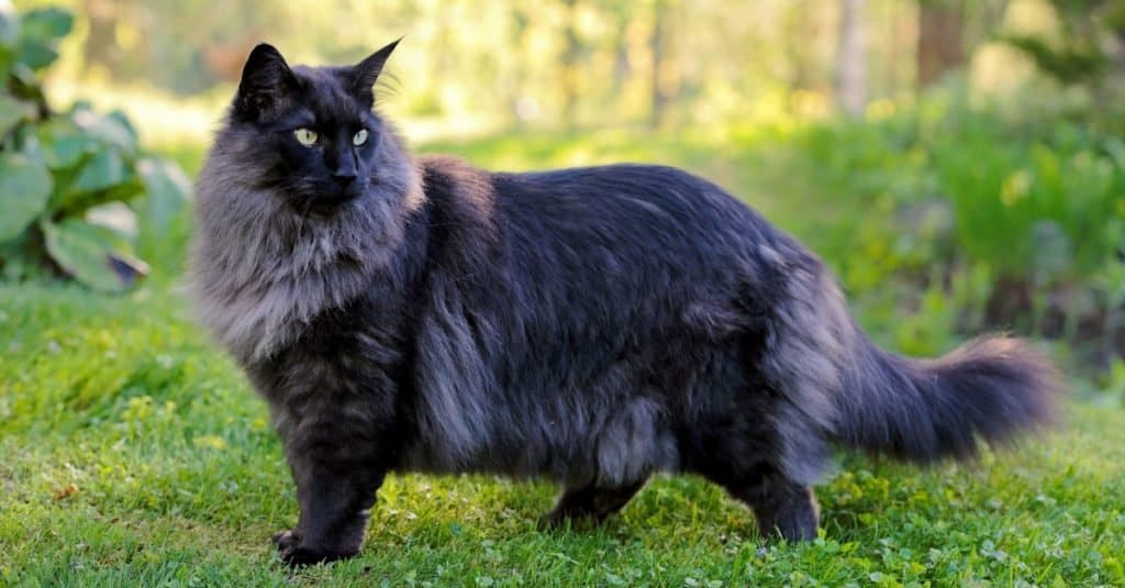 Young Norwegian forest cat standing in a garden.