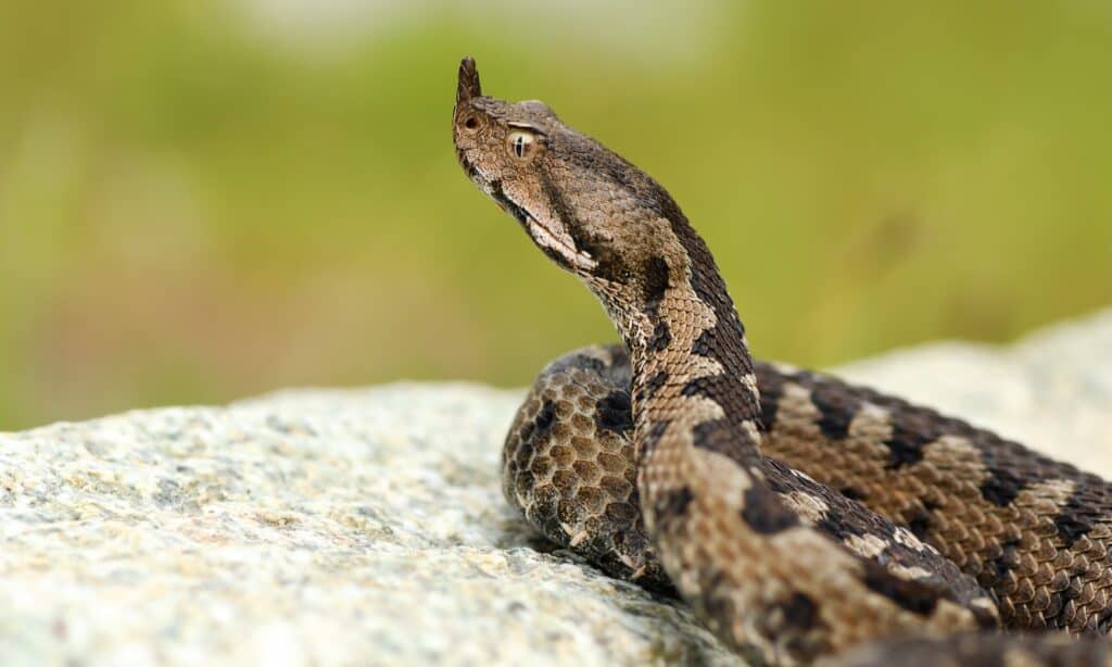 An aggressive male nose-horned viper on a rock ( Vipera ammodytes ). Males have a background of gray or brown scales with a pattern of dark brown or black zigzags running down its back.