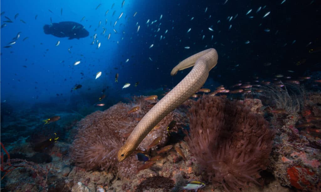 The Olive sea snake uses its tail like a paddle to propel it through the water in the coral reef biome.