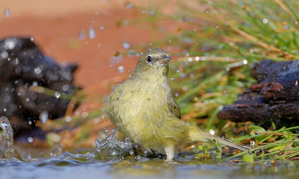 Orange-crowned warbler (Leiothlypis celata), Texas, USA. The typical habitat of this warbler is shrubby thickets or thick woodlands.