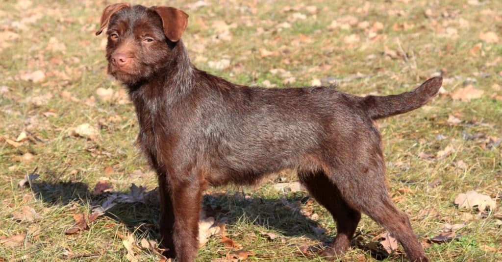 The portrait of brown Patterdale Terrier dog