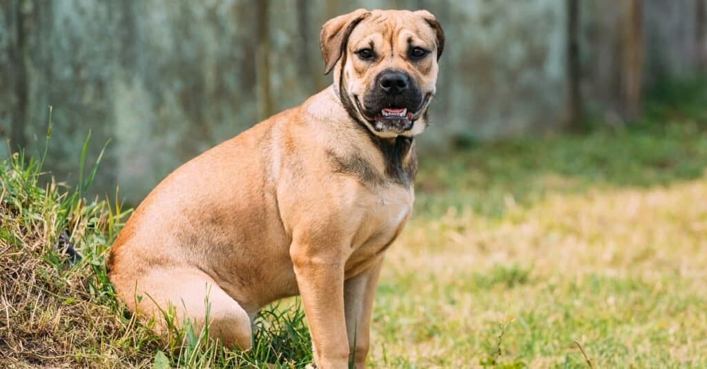 Perro De Presa Canarios puppy sitting outdoors on green grass.