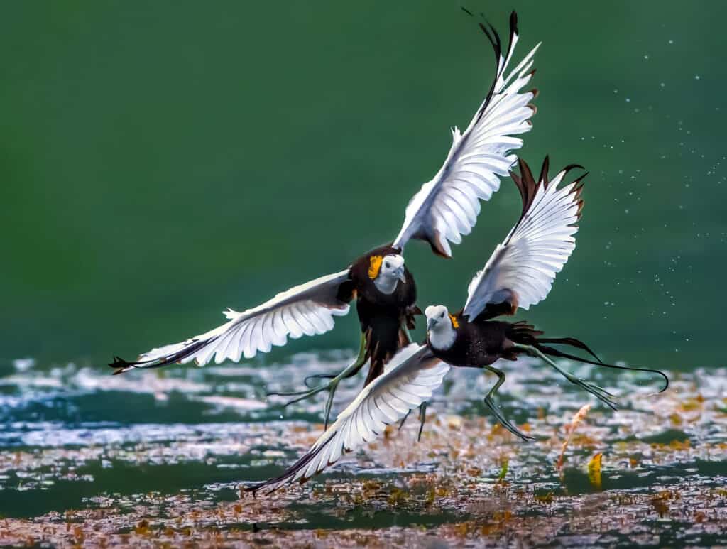 Pheasant-Tailed Jacana