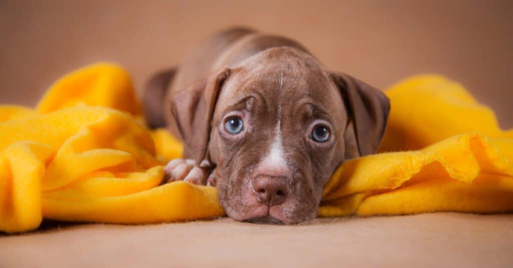 Pit Bull Puppy