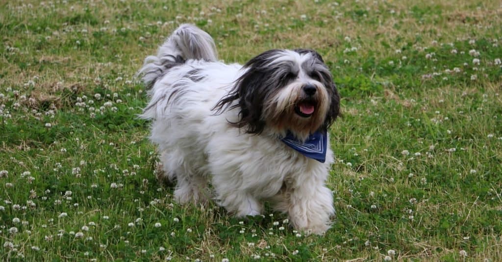 Beautiful Polish Lowland Sheepdog playing in the park.