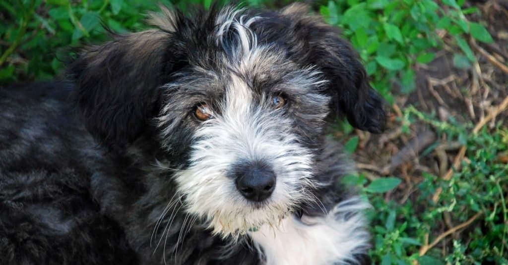 A cute black and white Polish Lowland Sheepdog puppy sitting on the grass.