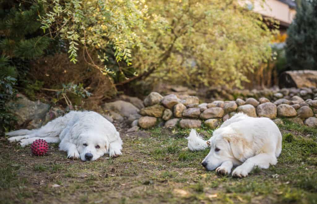 Two big white dogs are walking outdoor. Tatra Shepherd Dog. Polish Tatra Sheepdog