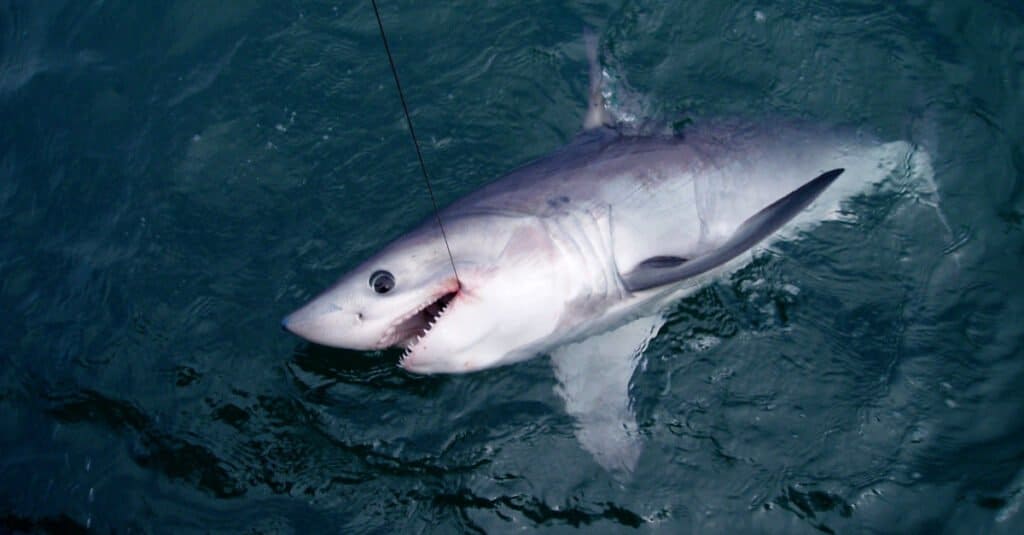 Porbeagle shark caught on a fisherman's line.