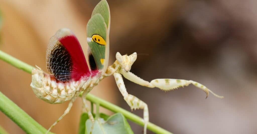 The Creobroter gemmatus mantis, a praying mantis, sitting with open wings.