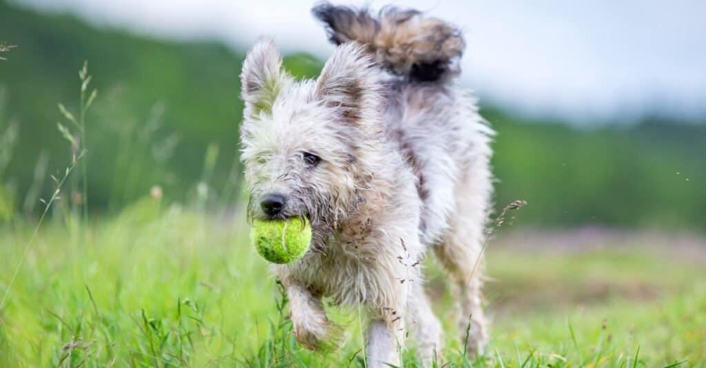 Cute Hungarian Pumi shepherd dog enjoying outdoors in spring.