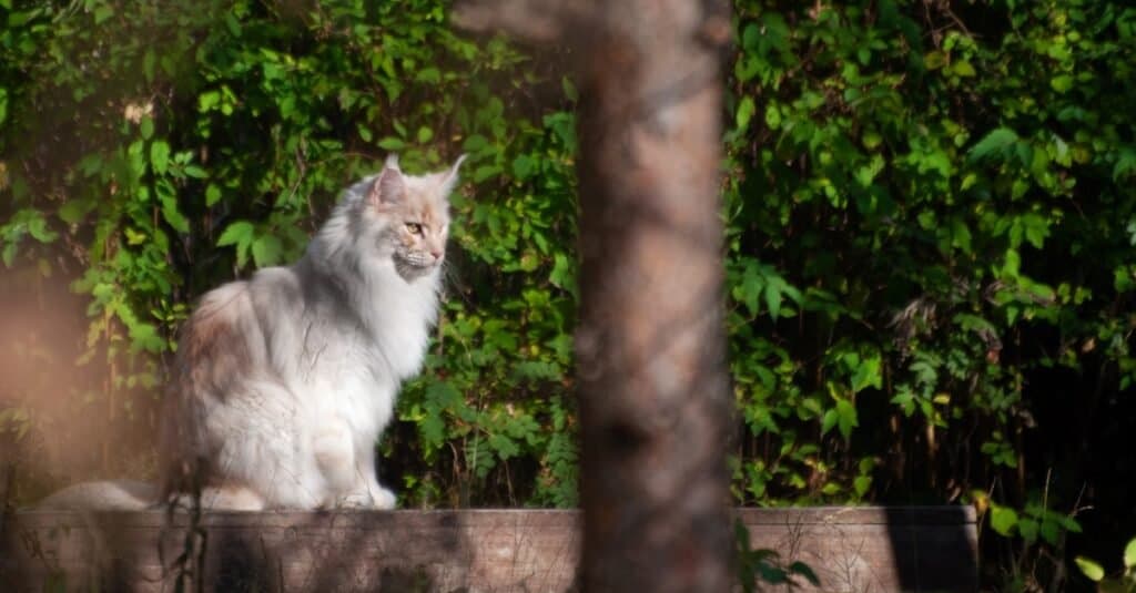 White ragamuffin cat sitting in the backyard.