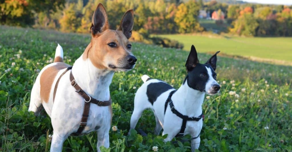 Alert Rat Terriers outside in field