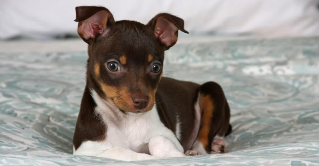 An 8 week old Rat Terrier puppy posing for the camera.