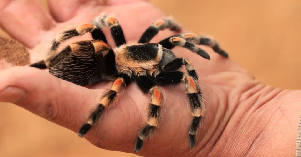 Brachypelma hamorii - giant Mexican Red Knee Tarantula on a human hand.