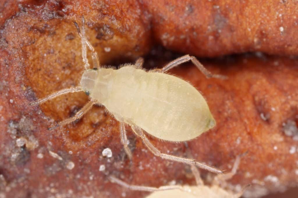 Close up of a colony of root aphids (Trama troglodytes) sucking on dandelion roots.