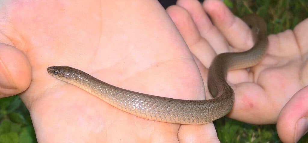 Rough Earth Snake