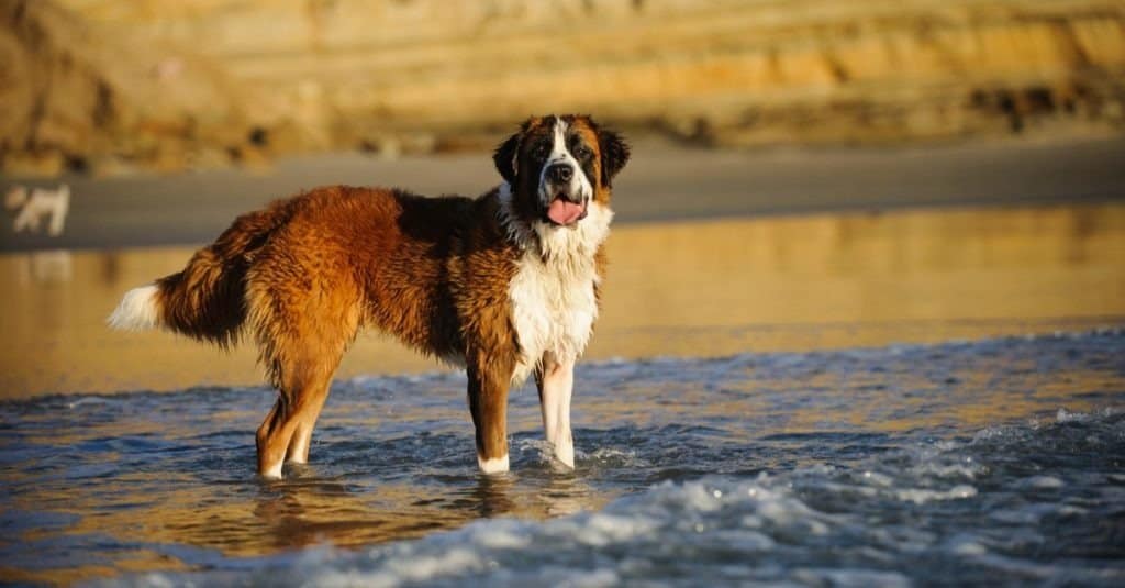 Saint Bernard dog outdoor portrait at beach