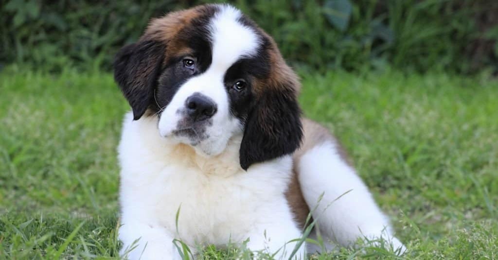 Adorable Saint Bernard Puppy With Sweet Expression