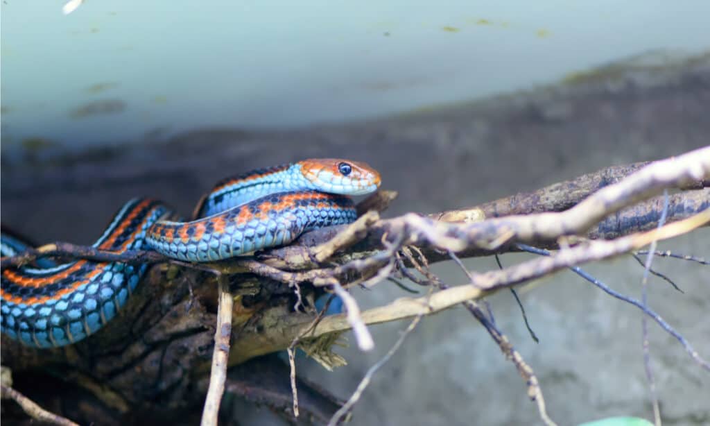 The upper half of the head of the San Francisco garter snake is colored red and orange, whereas the lower jaw and cheeks are colored bluish green.