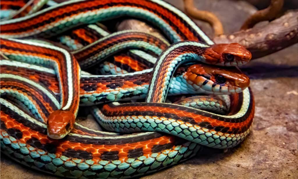 San Francisco garter snakes, endemic of California, have small, slender bodies measuring an average of 3 feet.