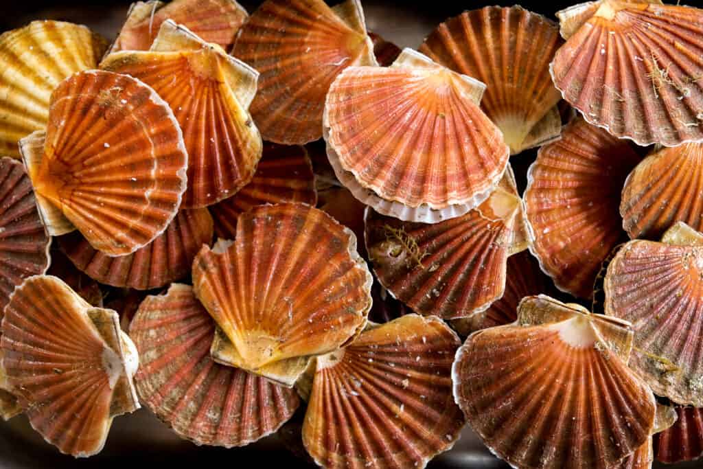 Scallop shell