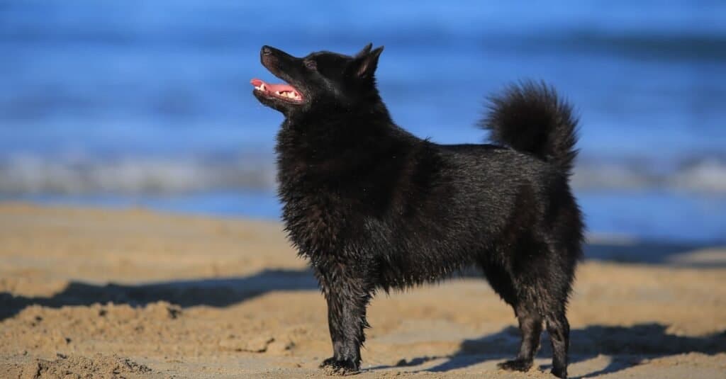 Schipperke playing at the beach.