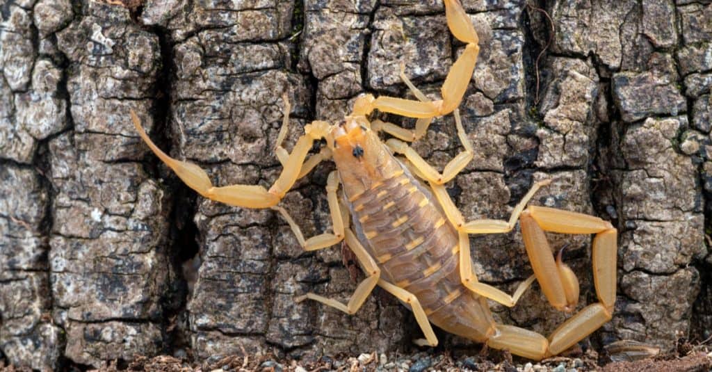 Male Arizona bark scorpion, sitting against a tree.