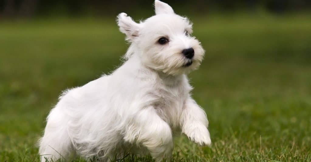 Sealyham Terrier puppy running on grass