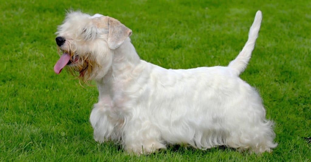 White Sealyham Terrier in the garden