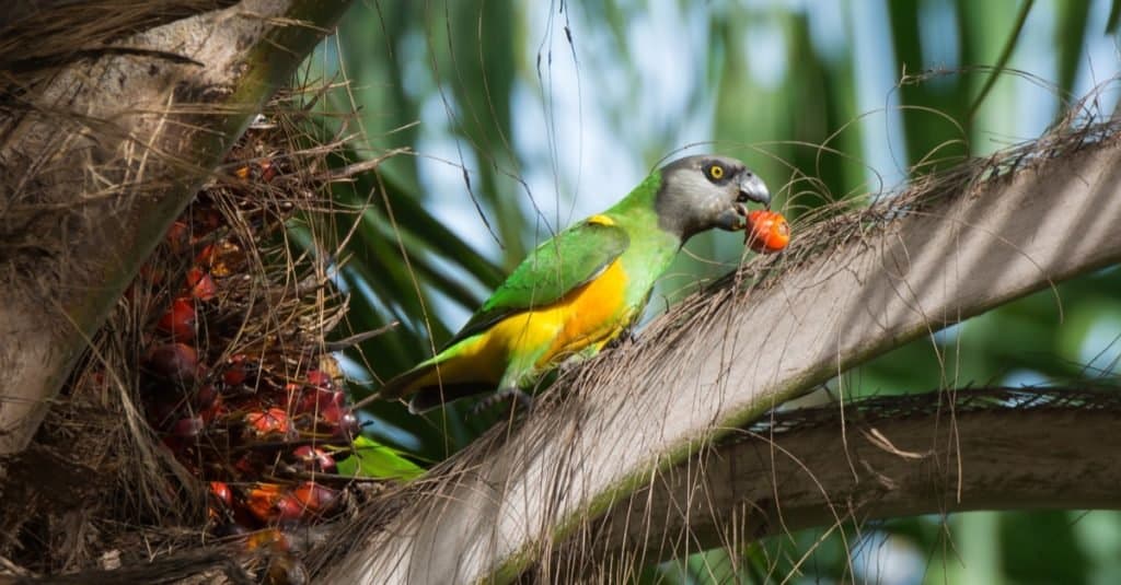 A Senegal Parrot eating fruit from a palm tree.