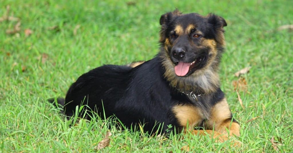 Bear the German Shepherd Rottweiler mix outside in a grass field enjoying the last of the summer days