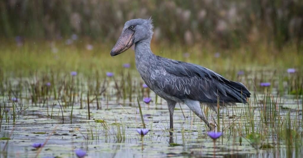 The Shoebill stork, Balaeniceps rex, also known as Whalehead or Shoe-billed Stork, is a very large Stork-like bird.